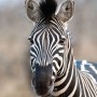 Detailaufnahme: Rasch Fototapete African Queen III Zebra, schwarz-weiß. Tierportrait, Zebrastreifen.