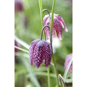 Nahaufnahme der Schachbrettblume (Fritillaria Meleagris) im 9x9 cm Topf mit markanten, purpurnen Blüten.