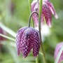 Nahaufnahme der Schachbrettblume (Fritillaria Meleagris) im 9x9 cm Topf mit markanten, purpurnen Blüten.