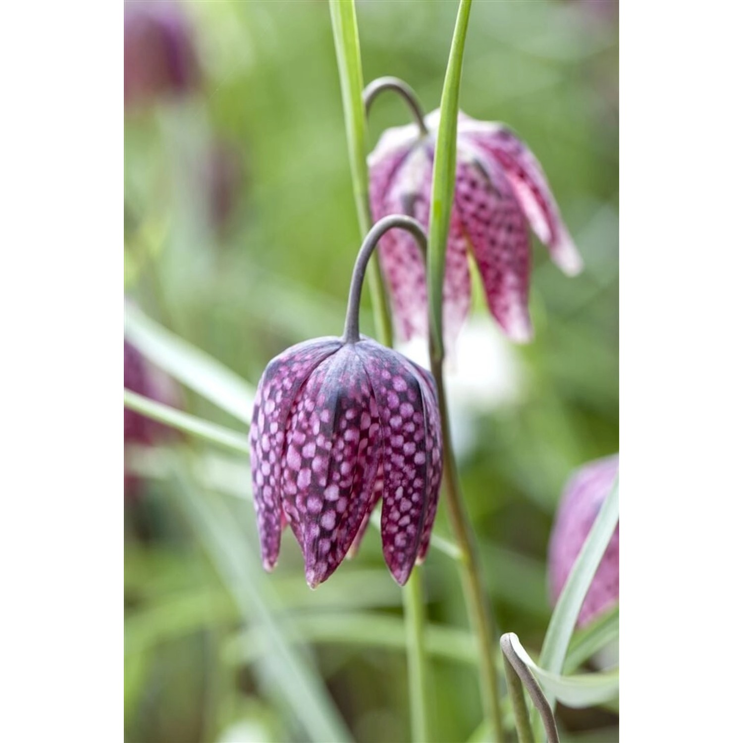 Fritillaria Meleagris Schachbrettblume Ca. 9x9 cm Topf günstig online kaufen