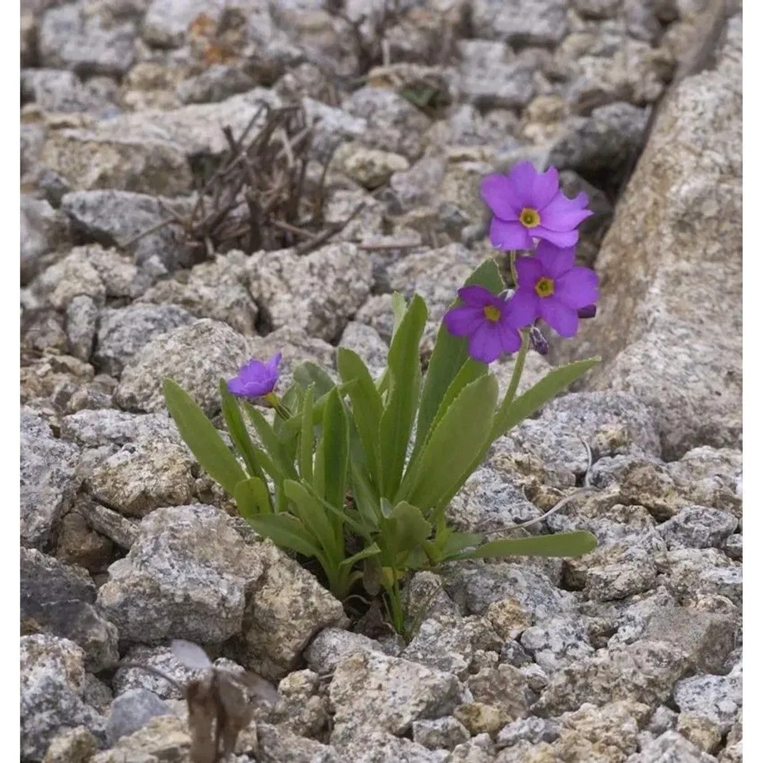 Parrys Primel - Primula parryi