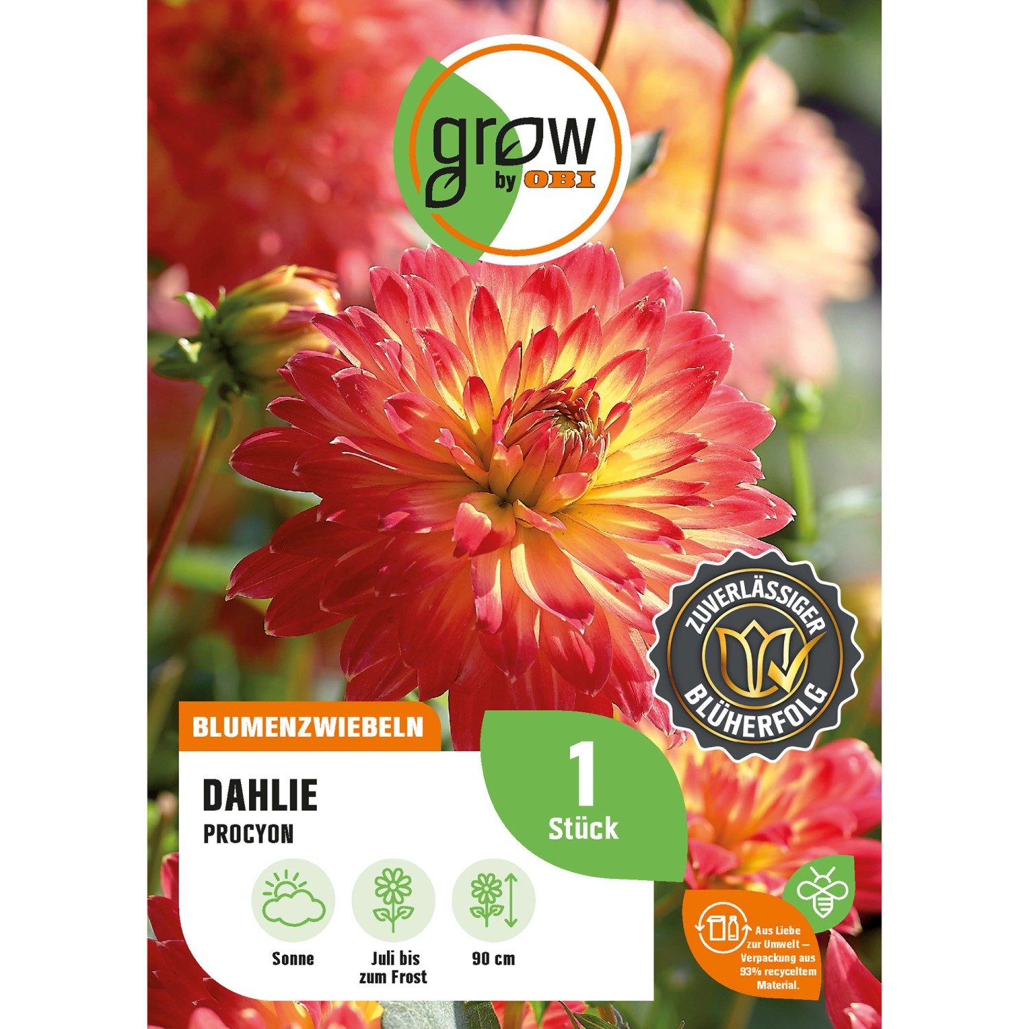 GROW by OBI Dahlie Procyon Höhe ca. 90 cm günstig online kaufen