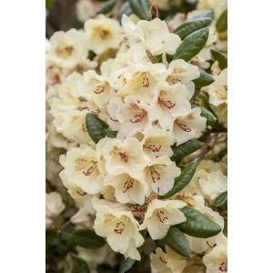 Gelber Rhododendron Yakushimanum Flava, 25–30 cm hoch, mit üppigen Blüten.