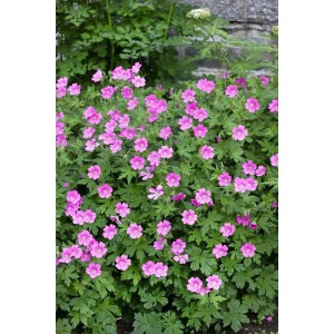 Blühender Blutstorchschnabel 'Elke' mit rosa Blüten und grünen Blättern im 9x9 cm Topf.