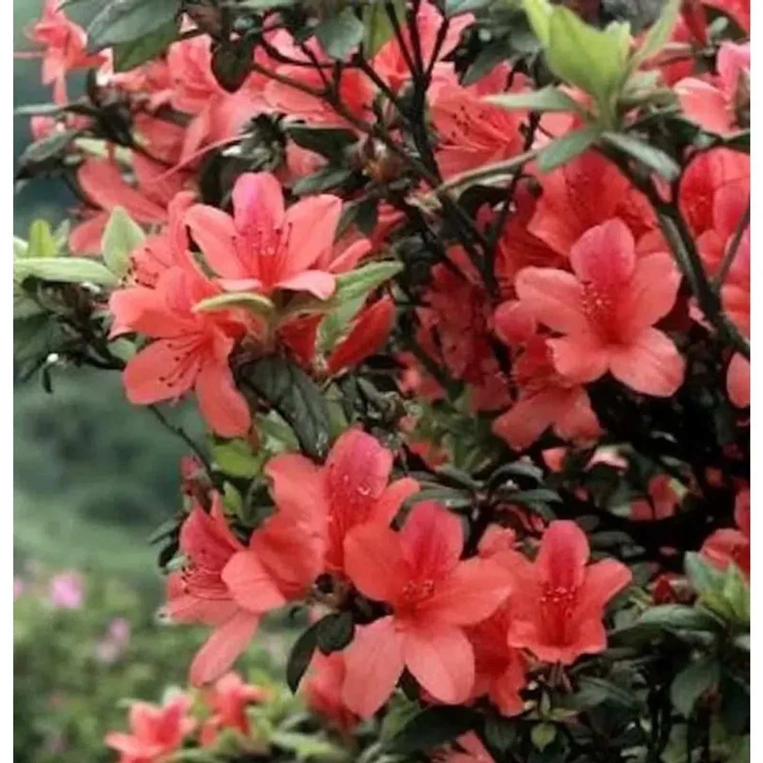 Sommergrüne Orangeblühende Azalee 40-50cm - Rhododendron prunifolium