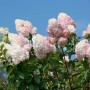 Rispenhortensie Grandiflora mit cremeweißen und rosa Blüten vor blauem Himmel.