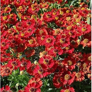 Nahaufnahme der rubinroten Blüten der Sonnenbraut 'Rubinzwerg'.
