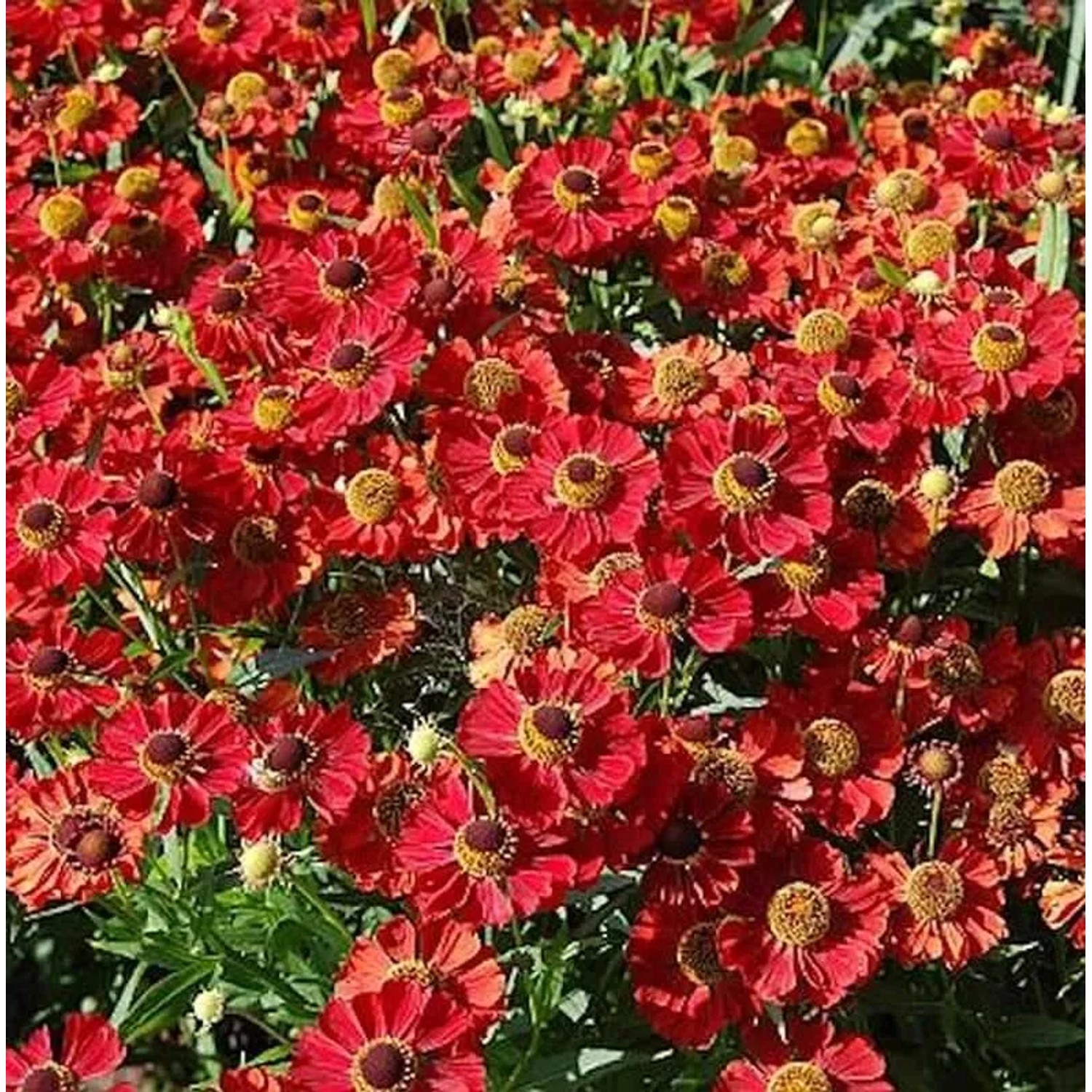 Sonnenbraut Rubinzwerg - Helenium cultorum