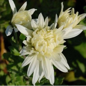 Winteraster Larry - Chrysanthemum hortorum