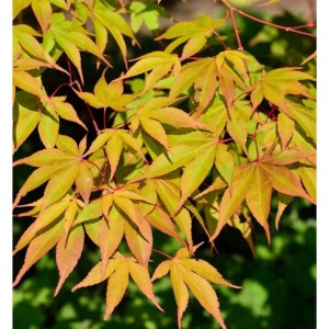 Fächerahorn Osakazuki, Acer palmatum, mit gelb-roten Blättern. Strauch für den Garten.