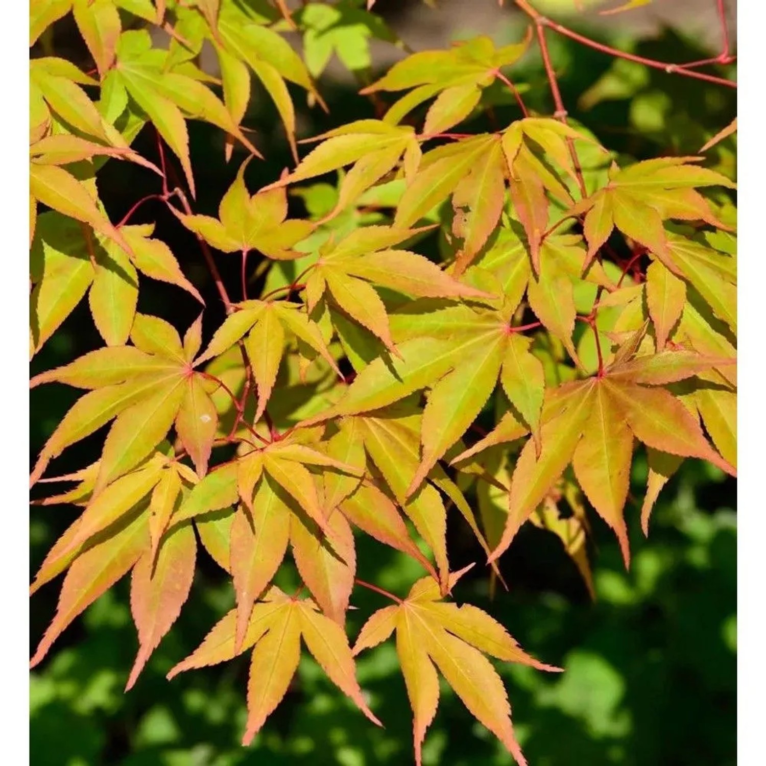 Fächerahorn Osakazuki 40-60cm - Acer palmatum