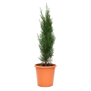 Säulen-Zypresse Totem im Topf, ca. 5 l, Cupressus sempervirens, grüne Nadeln.