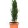 Säulen-Zypresse Totem im Topf, ca. 5 l, Cupressus sempervirens, grüne Nadeln.