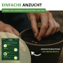 Hände säen Pak Choi Samen in einen Topf. Einfache Anzucht für Blattgemüse, Anleitung auf Beutel.