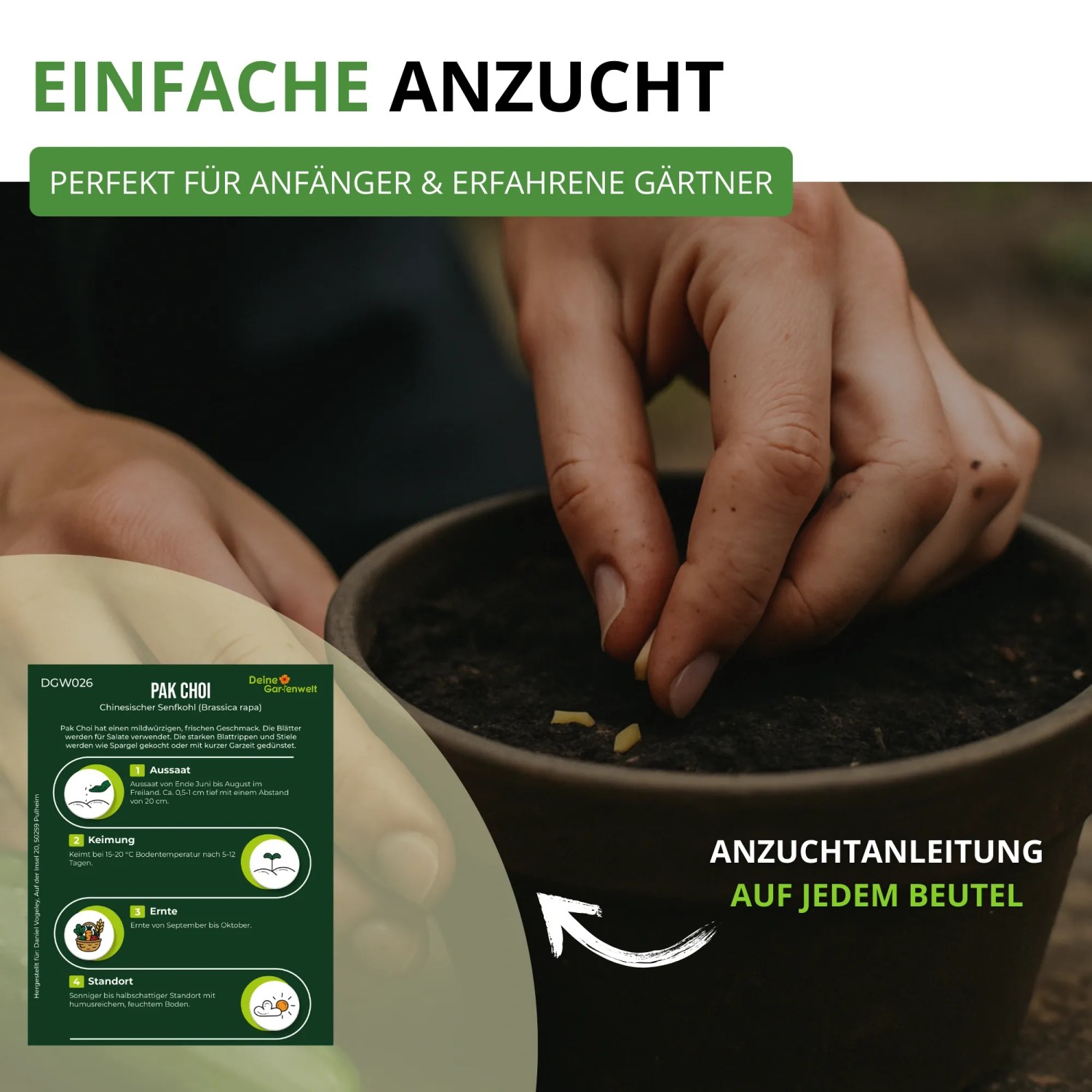 Hände säen Pak Choi Samen in einen Topf. Einfache Anzucht für Blattgemüse, Anleitung auf Beutel.