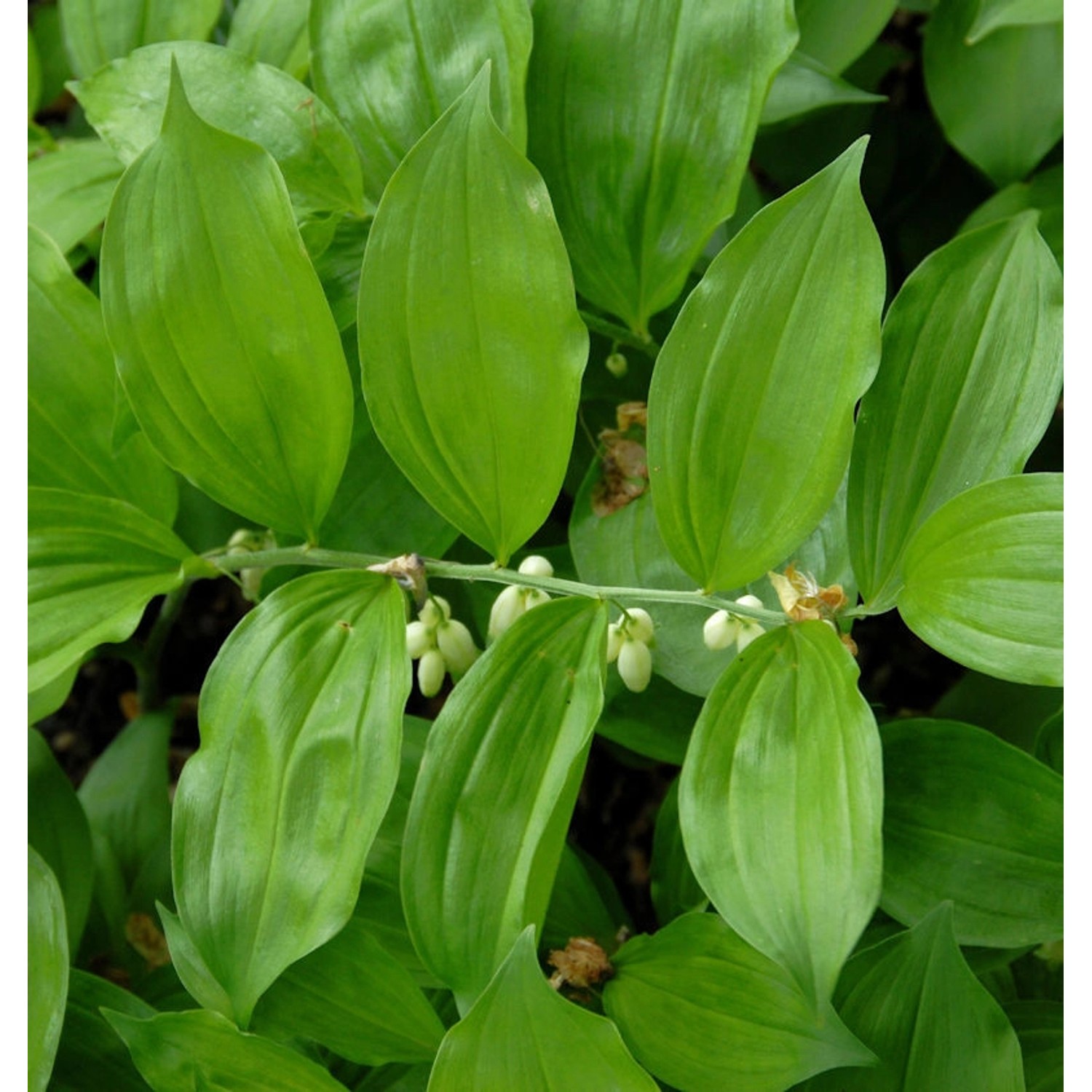 Breitblättriger Weißwurz - Polygonatum latifolium günstig online kaufen