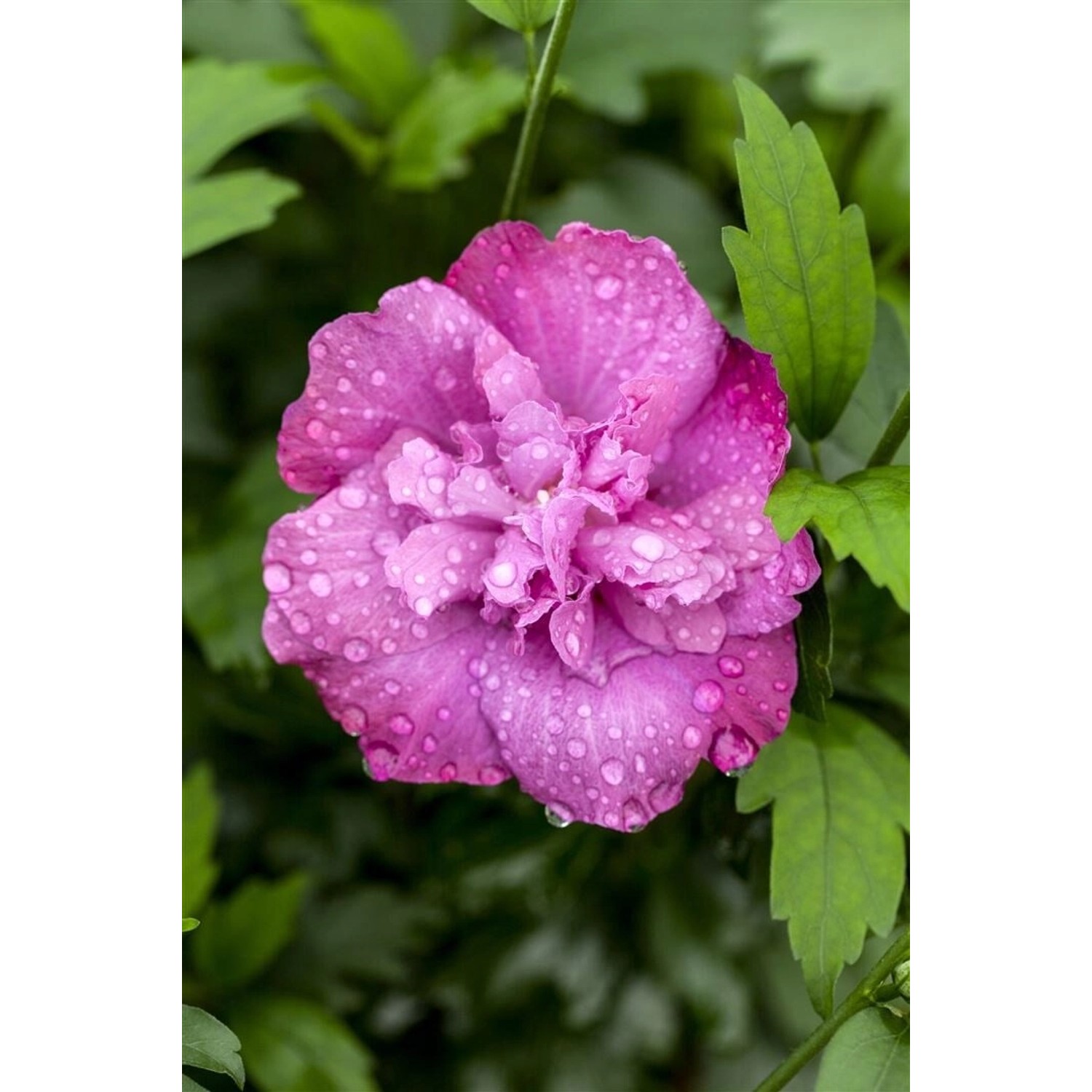 Hibiscus Syriacus Gartenhibiskus Magenta Chiffon 60-80 cm günstig online kaufen