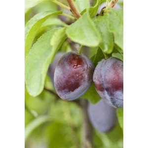 Nahaufnahme von reifen, blauen Stanley Zwetschgen am Obstbaum.