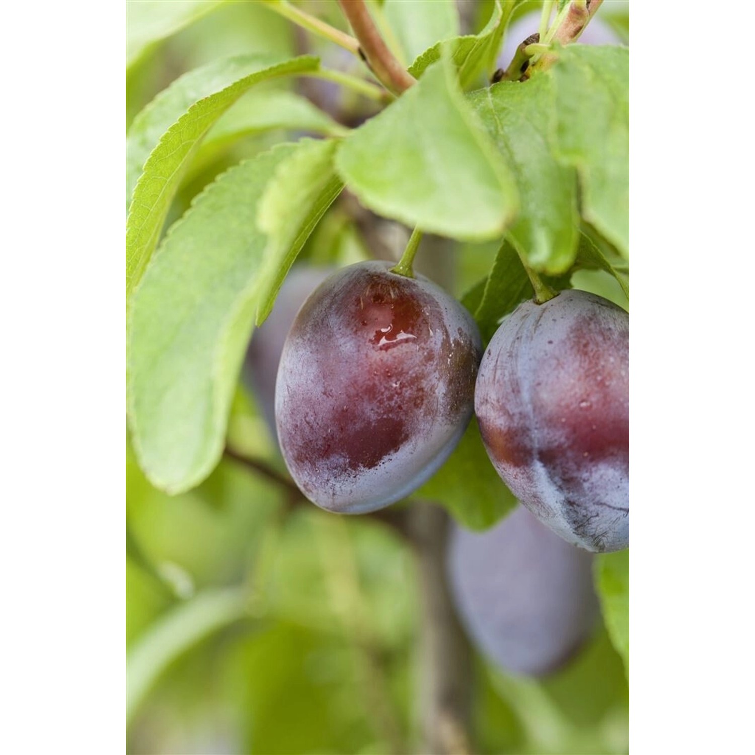 Prunus Domestica Stanley Zwetschge CAC 150-200 cm günstig online kaufen