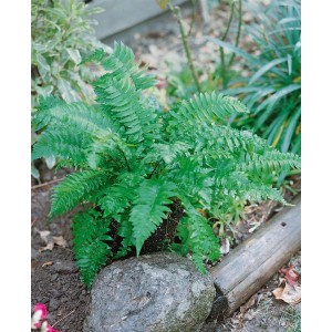 Dryopteris Atrata Farn im 9x9 cm Topf, dunkelgrüne Staude für halbschattige Standorte.