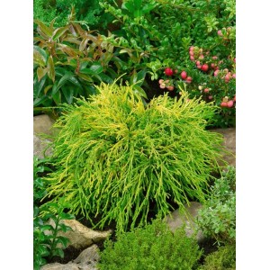 Gelbgrüne Chamaecyparis Obtusa Kamarachiba, 15–20 cm, buschiger Strauch für Garten und Kübel.