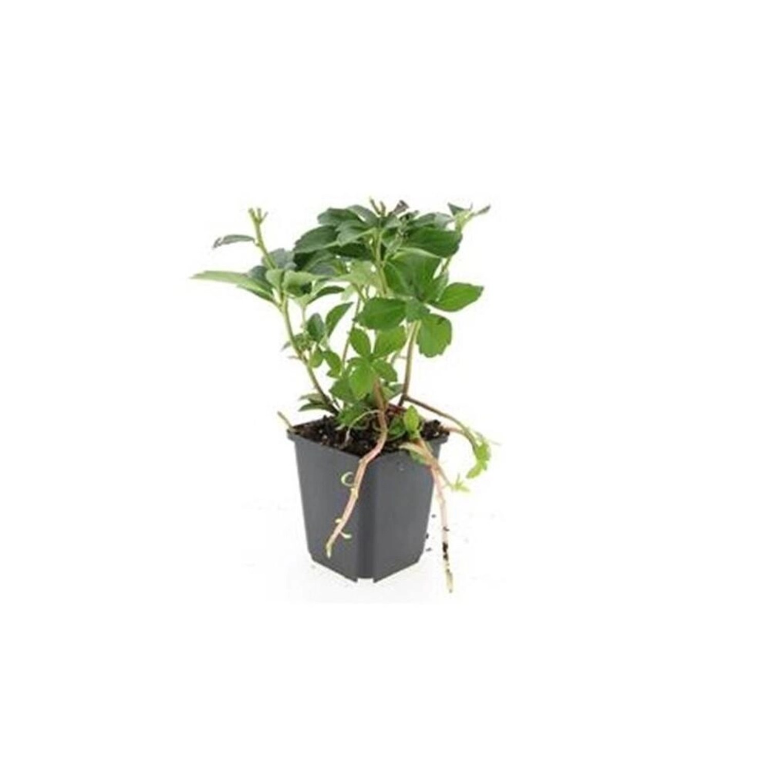 Exotenherz Bodendecker Schattengrün Dickmännchen Pachysandra Terminalis 9cm günstig online kaufen