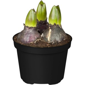 Rote Hyazinthe im Topf (Ø 12cm) als Frühjahrsbepflanzung.