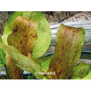 Dennerle Aquariumpflanze Echinodorus Dschungelstar Nr.9, getüpfelte Harbich mit grünen und rot gefleckten Blättern.
