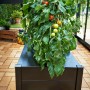 Schwarzer Juliana Pflanzkasten (37x55x95cm) mit Tomatenpflanze im Gewächshaus.