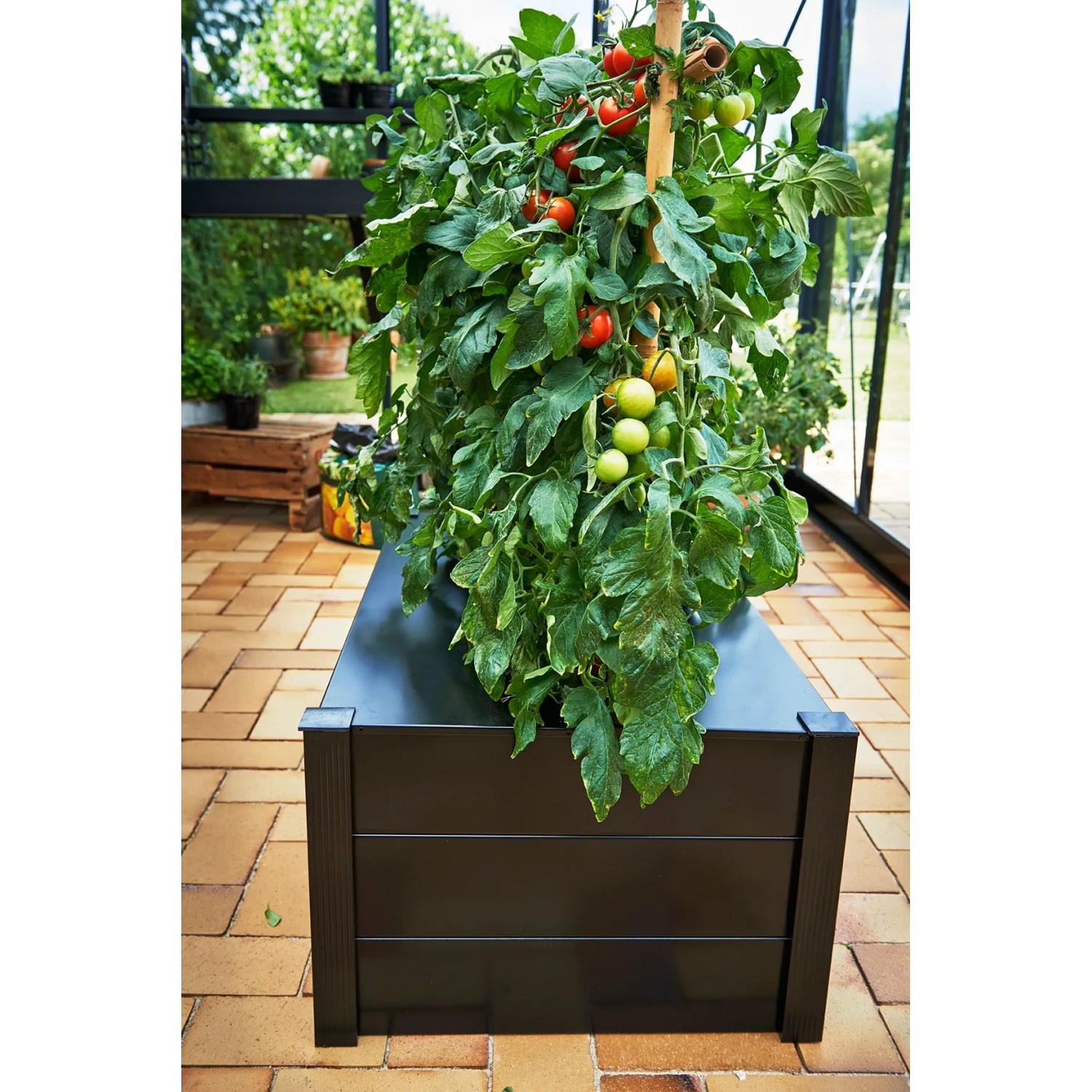 Schwarzer Juliana Pflanzkasten (37x55x95cm) mit Tomatenpflanze im Gewächshaus.