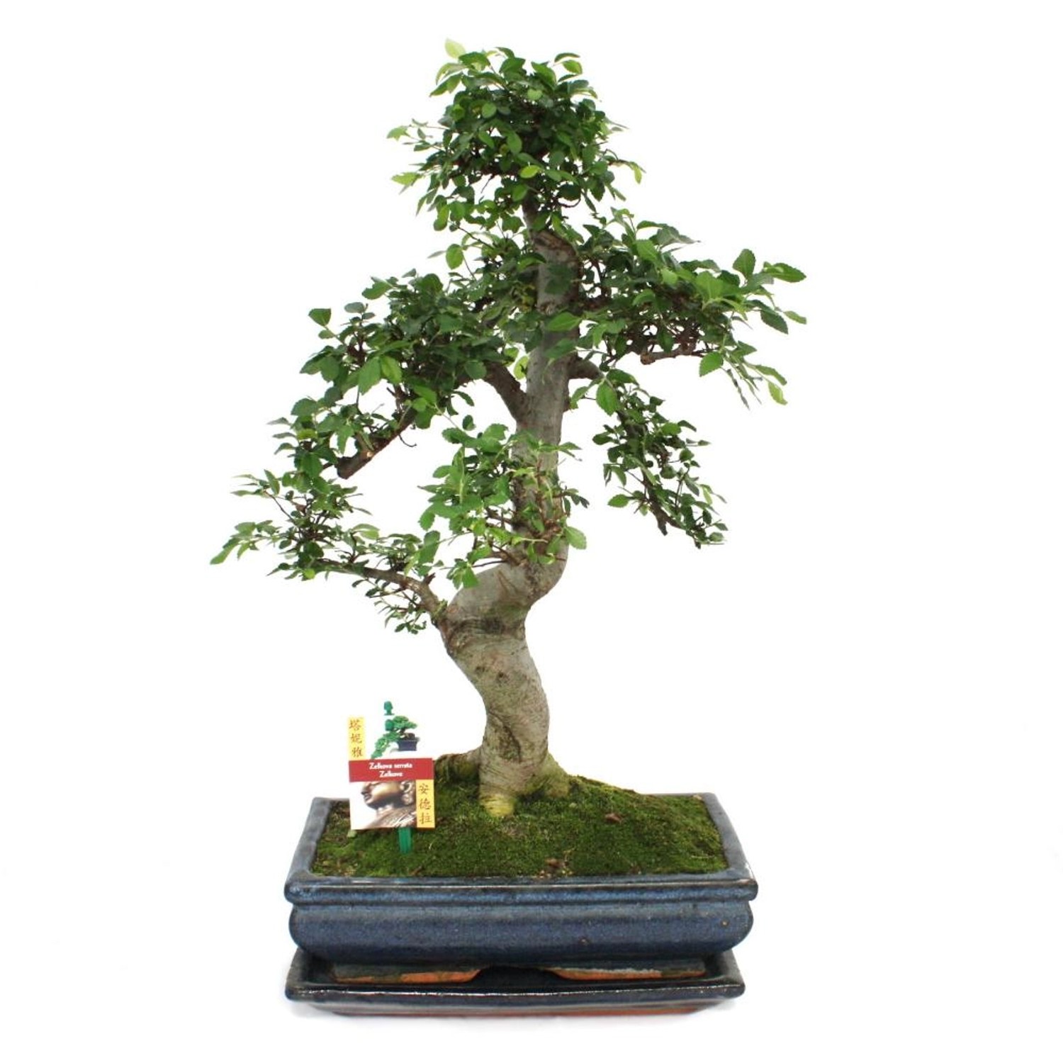 Exotenherz Bonsai Chinesische Ulme Ulmus Parviflora ca. 12-15 Jahre