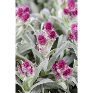 Nahaufnahme: Rosa blühendes Katzenpfötchen (Antennaria Dioica Rubra) im 9x9 cm Topf.