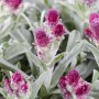 Nahaufnahme: Rosa blühendes Katzenpfötchen (Antennaria Dioica Rubra) im 9x9 cm Topf.