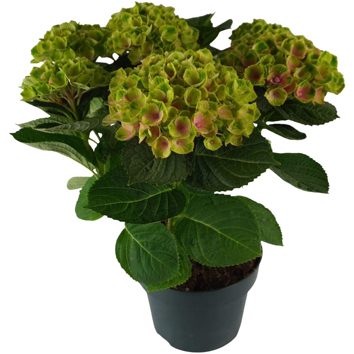 Gartenhortensie Aqua Pink Rosa Höhe ca. 30 - 40 cm Topf ca. 5 l günstig online kaufen