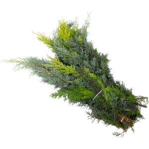 Bund Schnittgrün Koniferen Mischgrün (1,5 kg) für Adventsdeko, zum Basteln von Kränzen und Gestecken.