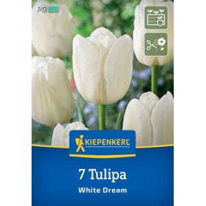 Kiepenkerl Triumph-Tulpe White Dream, 7 Stück. Weiße Tulpenblüten im Garten oder als Schnittblume.