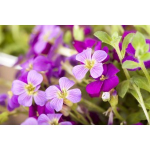 Nahaufnahme: Violettes Blaukissen (Aubrieta) im 9x9 cm Topf. Bodendecker mit zarten Blüten.