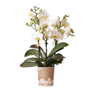 Weiße Kolibri Orchidee Phalaenopsis im 9cm Topf. Elegante Zimmerpflanze mit zarten Blüten.