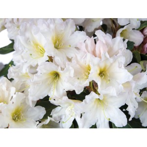 Nahaufnahme: Weiß blühender Rhododendron Dufthecke®. Elegante Gartenpflanze, ideal für Hecken.
