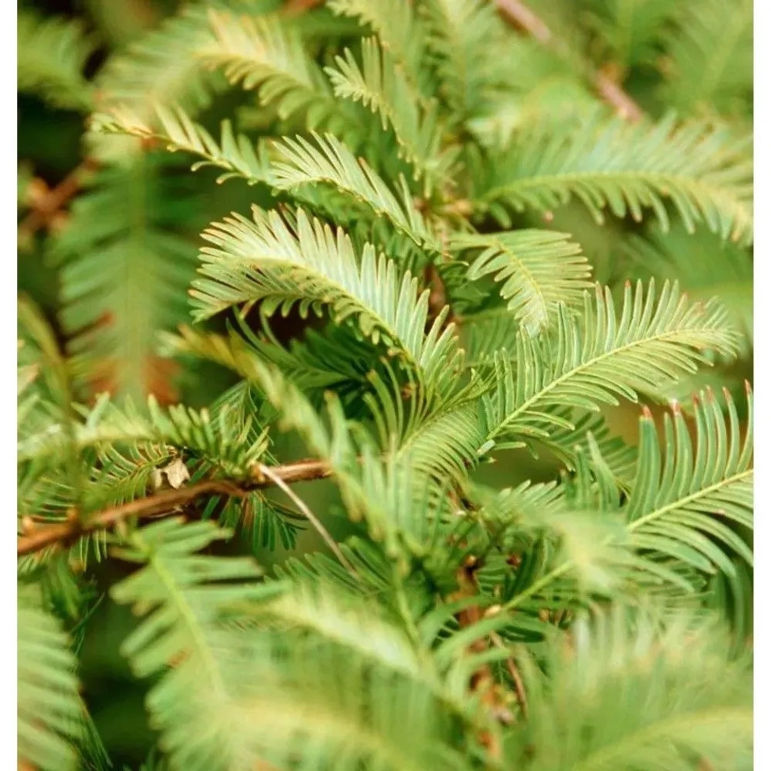 Urweltmammutbaum Chinesisches Rotholz Schirrmanns Nordlicht 40-50cm - Metasequoia glyptostroboides
