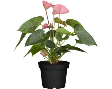 Anthurium Rosa OBI ca. Anthurie cm Topf-Ø kaufen 12 andreanum bei