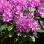 Rosa-lila blühender Rhododendron Hybr. Pink Purple Dream, ca. 50-60 cm hoch.