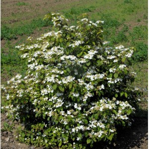 Gefüllter Schneeball Watanabe (Viburnum plicatum) mit weißen Blüten im Garten.