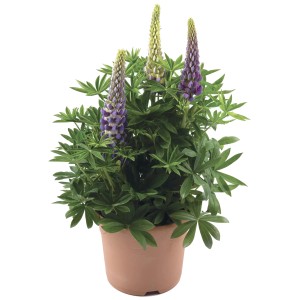 Lupine 'Blue Shades' im Topf, ca. 17 cm Ø. Blaue Lupinen Blütenstände mit grünen Blättern im braunen Topf.