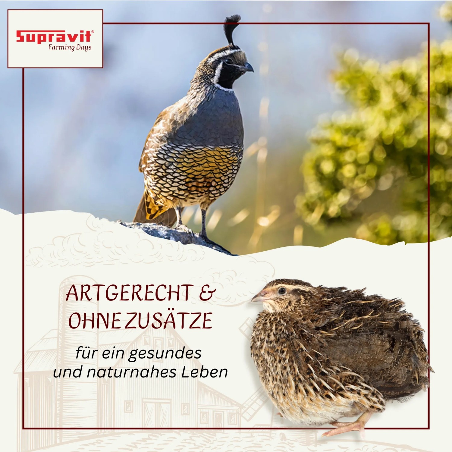 Supravit Wachtelfutter  Körnermischung für Wachteln und Hühner Alleinfuttermischung_3