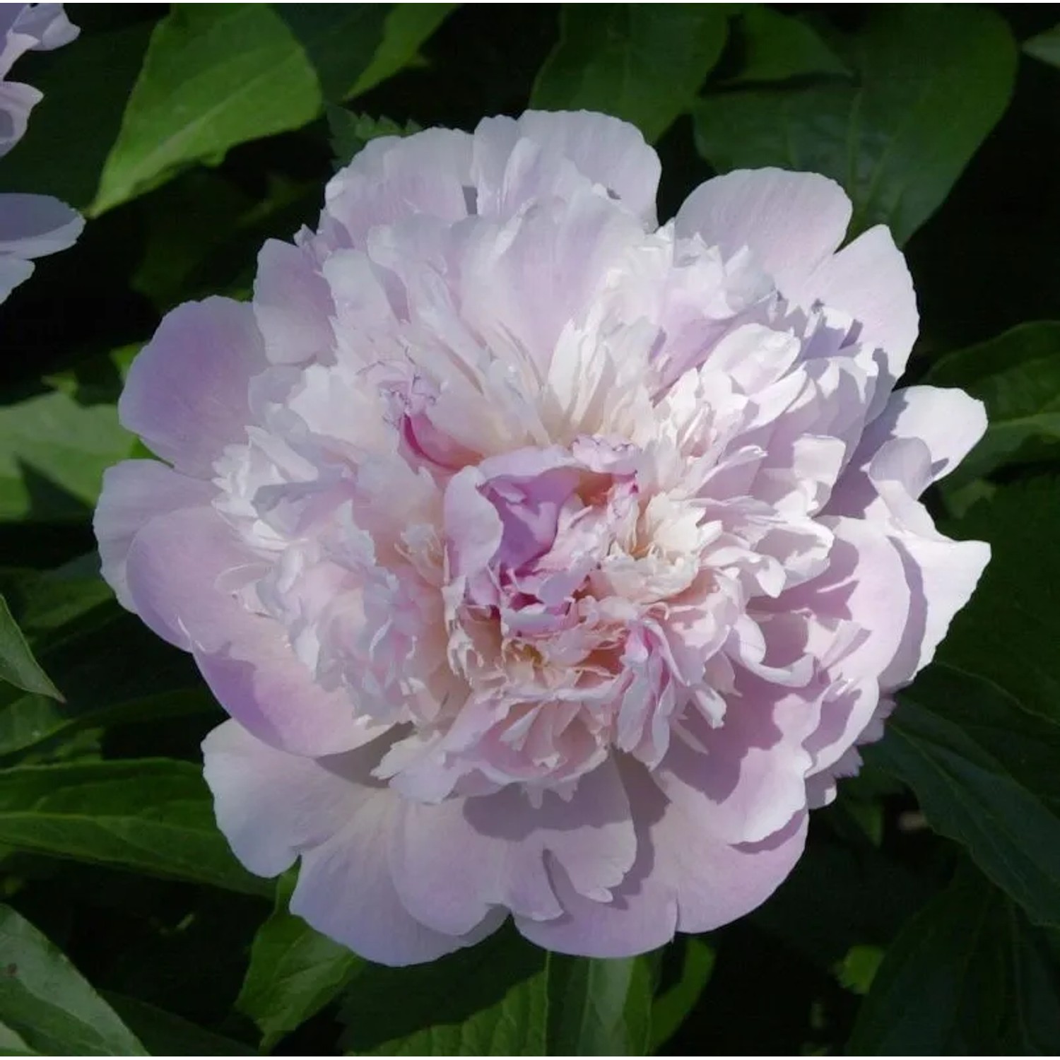 Edelpfingstrose Noemie Demay - Paeonia,actiflora