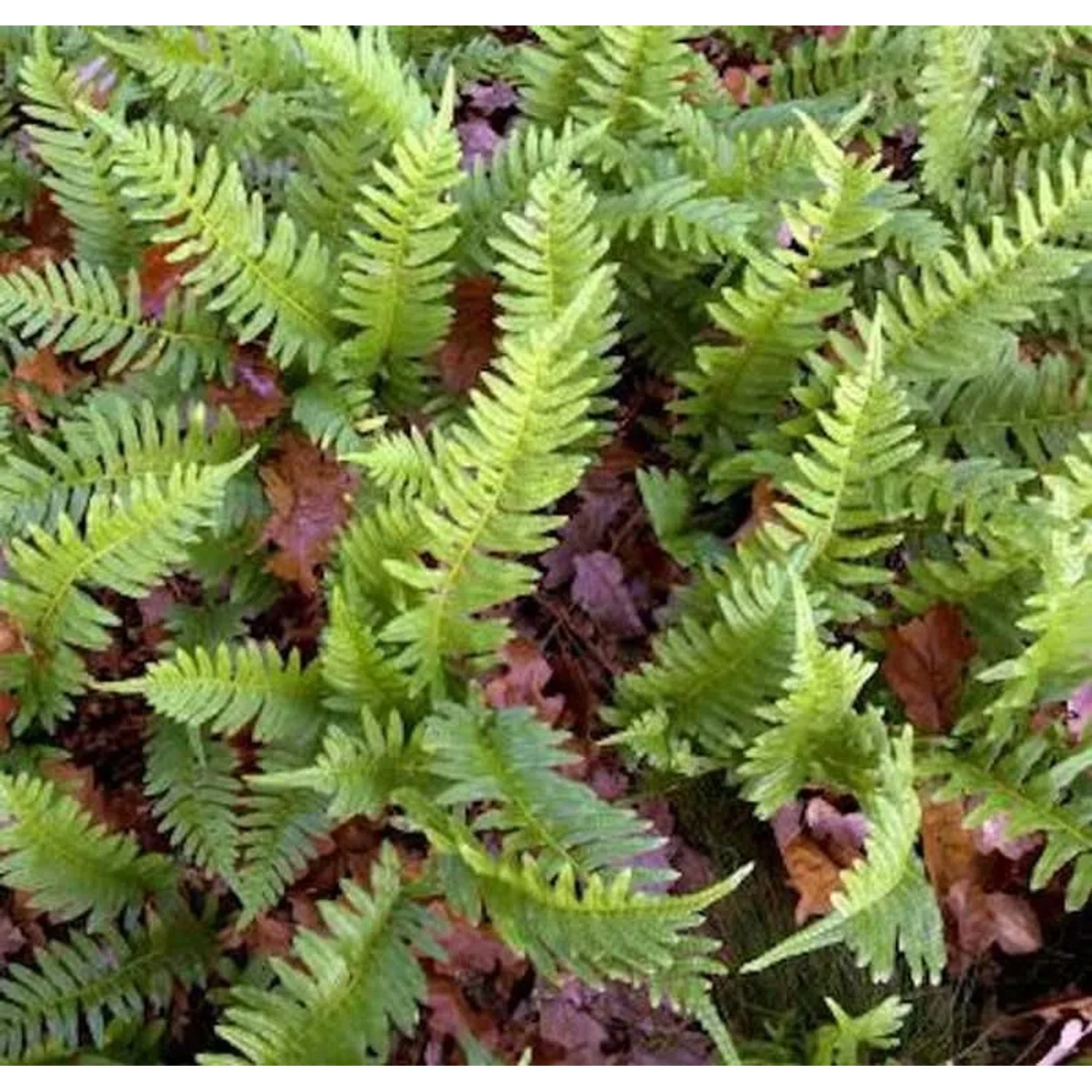 Tüpfelfran - Polypodium vulgare
