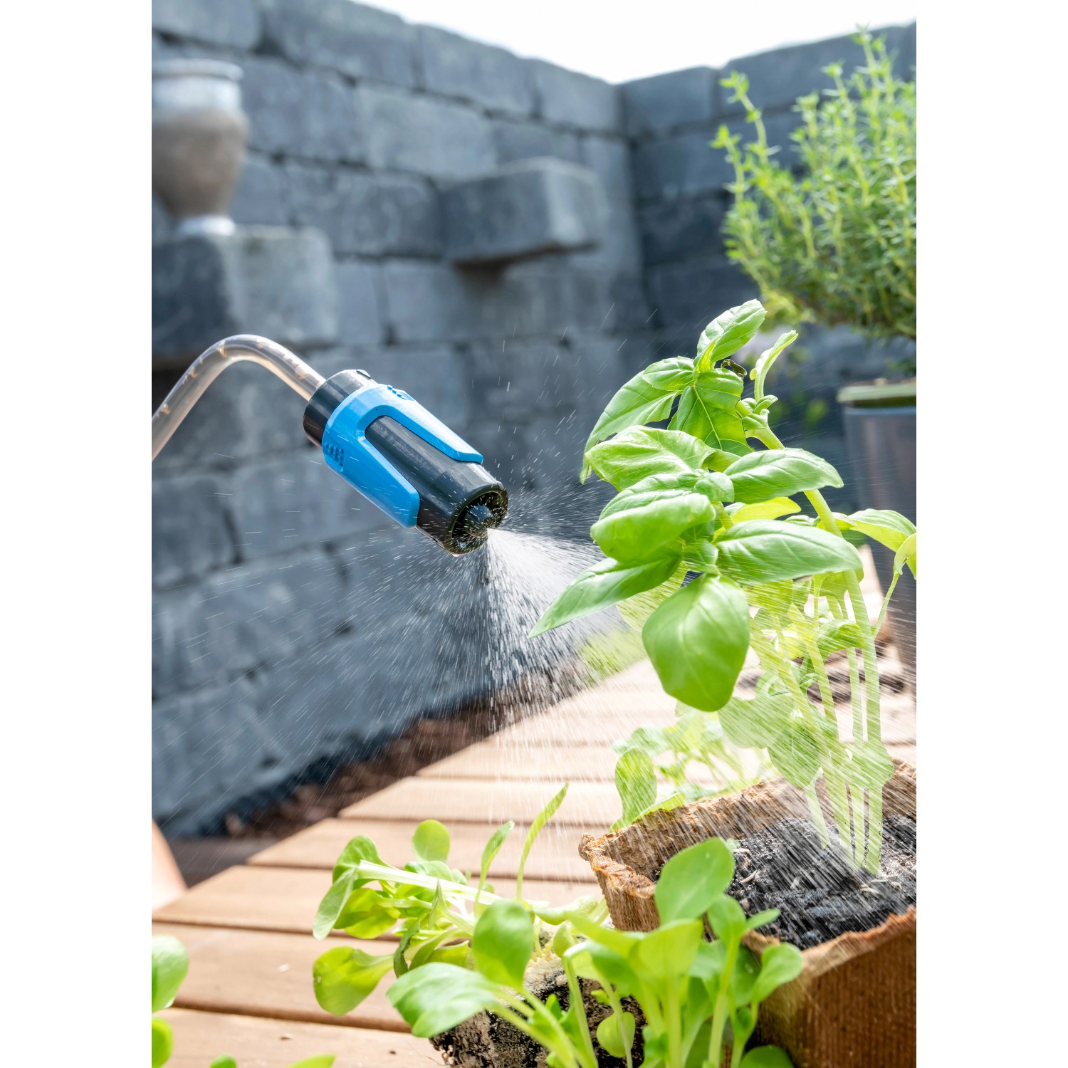 Gloria Sprühgießer prima 60 beim Bewässern von Basilikum-Pflanzen.