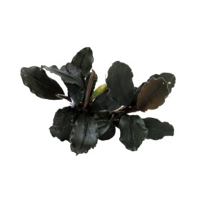 Stoffels Aquariumpflanze Bucephalandra Brownie Ghost Ulu Kapus mit braunen Blättern.