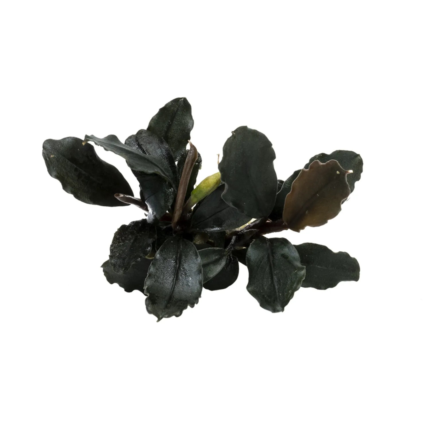 Bucephalandra brownie Ghost Ulu Kapus